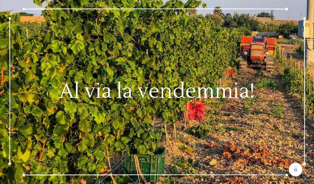 Vendemmiare in Sicilia si parte con il Moscato - Cantine Gulino