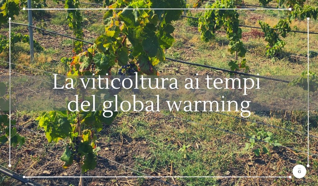 I cambiamenti climatici cambieranno la nostra viticoltura - Cantine Gulino