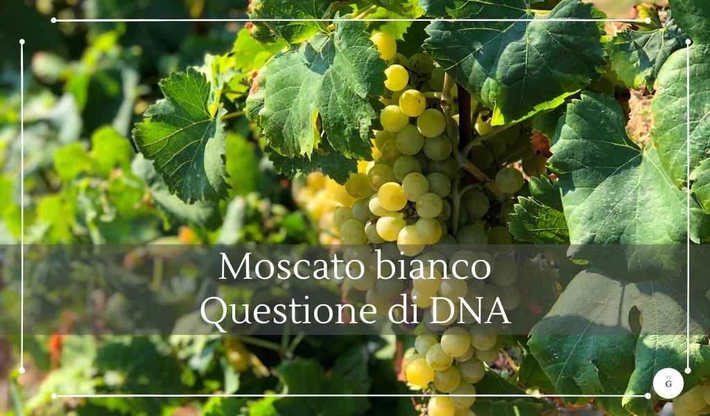 Moscato bianco alle origini del vitigno con il DNA - cantine gulino