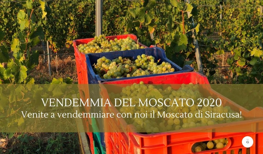 Vendemmiare in Sicilia venite a vendemmiare il Moscato di Siracusa - Cantine Gulino-