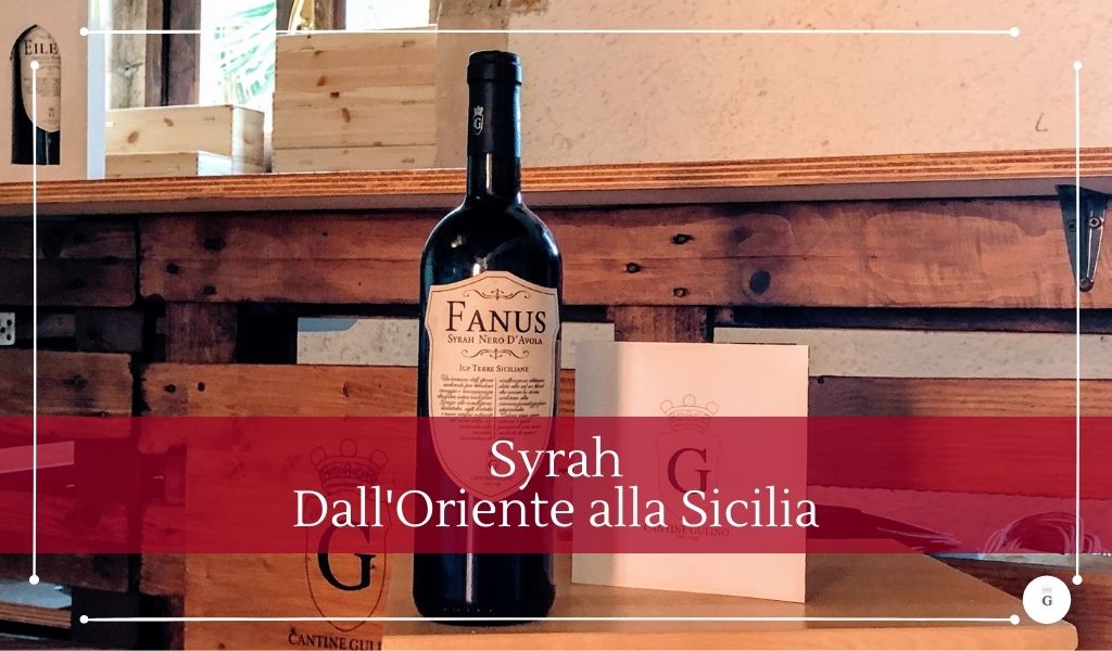 Orientale siciliano o francese storia e origini del Syrah - Cantine Gulino